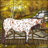 Horse Color:Chocolate Bay Appaloosa 