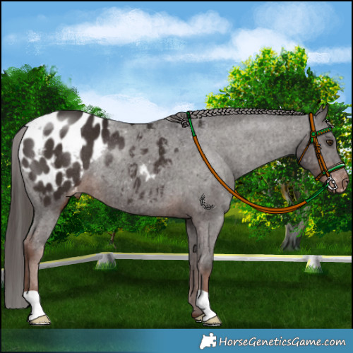 Horse Color:Liver Chestnut Appaloosa Rabicano
