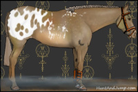 Horse Color:Chocolate Palomino Appaloosa