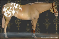 Horse Color:Chocolate Palomino Blanket Rabicano 