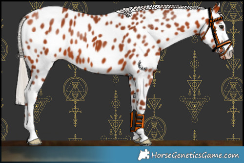 Horse Color:Chocolate Silver Bay Appaloosa 