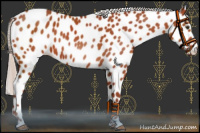 Horse Color:Chocolate Silver Bay Appaloosa 