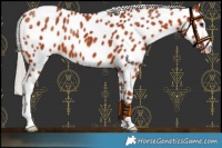 Horse Color:Chocolate Silver Bay Appaloosa 