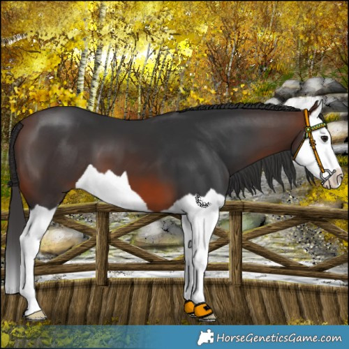 Horse Color:Brown Splash 