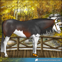 Horse Color:Brown Splash