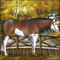 Horse Color:Brown Splash