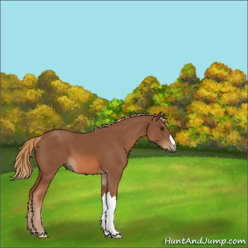 Horse Color:Chestnut 
