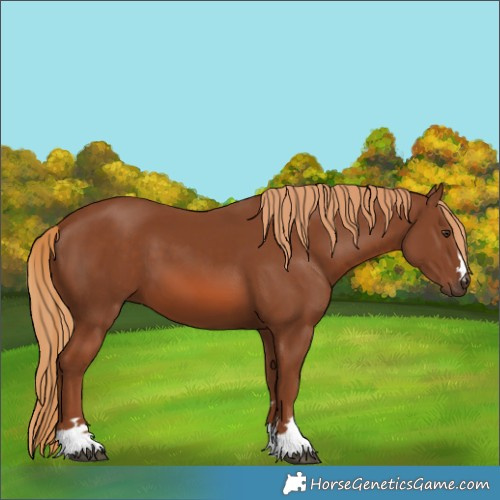 Horse Color:Chestnut 