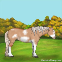 Horse Color:Silver Bay Dun Sabino Tobiano Frame Rabicano