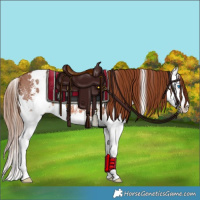 Horse Color:White Spotted Chestnut Sabino Splash 