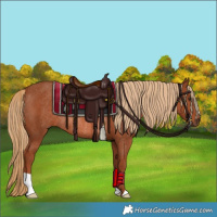 Horse Color:Chestnut Rabicano 