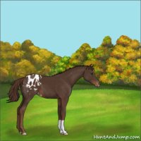 Horse Color:Liver Chestnut Appaloosa 