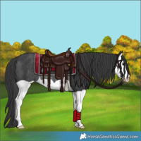 Horse Color:Black Splash Rabicano