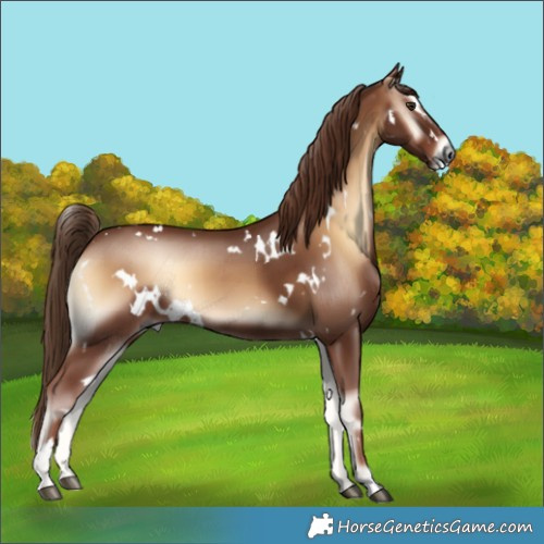 Horse Color:White Spotted Red Onyx 