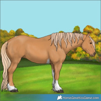 Horse Color:Chestnut Tobiano 