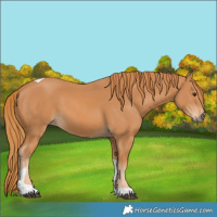 Horse Color:Chestnut Tobiano