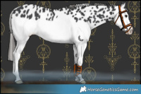 Horse Color:Black Splash Leopard Rabicano 