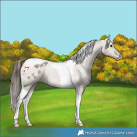 Horse Color:Brown Dun Tobiano Varnish Rabicano 