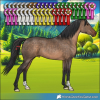 Horse Color:Brown Dun 