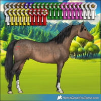 Horse Color:Brown Dun 