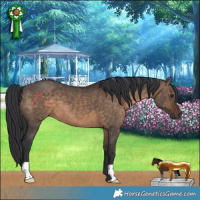 Horse Color:Brown Dun 