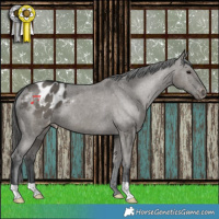 Horse Color:Grullo Appaloosa 