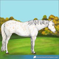 Horse Color:Palomino Appaloosa  and Palomino Appaloosa 