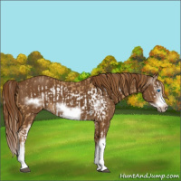 Horse Color:Chestnut Splash Frame  and Gray Chestnut Splash Frame 