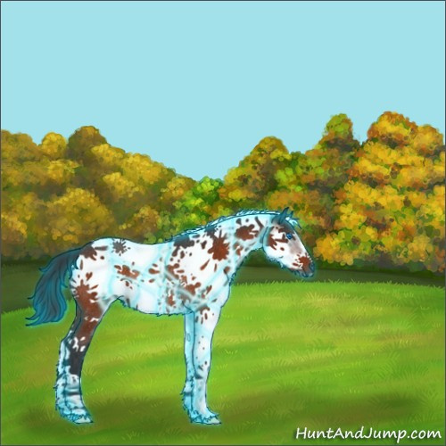 Horse Color:Thunderstruck Brown Splash Tobiano Frame Rabicano 