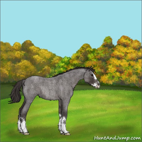 Horse Color:Smoky Blue Roan Splash Rabicano 