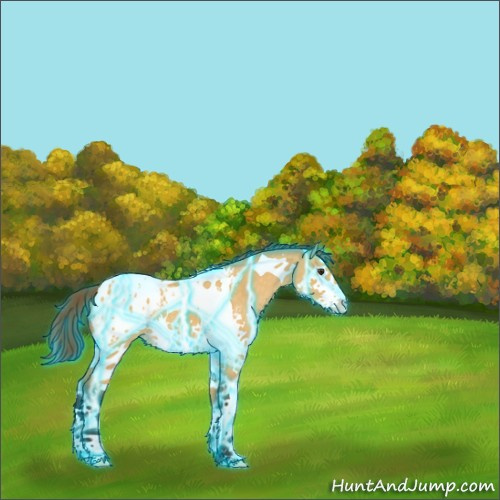 Horse Color:Thunderstruck Buckskin Dun Splash Tobiano Appaloosa 