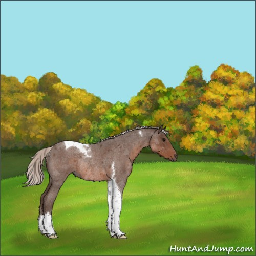 Horse Color:Silver Blue Roan Tobiano Rabicano 