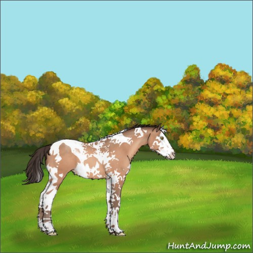 Horse Color:Sable Champagne Splash Tobiano 