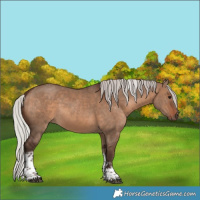 Horse Color:Silver Brown Dun Tobiano Frame Rabicano 