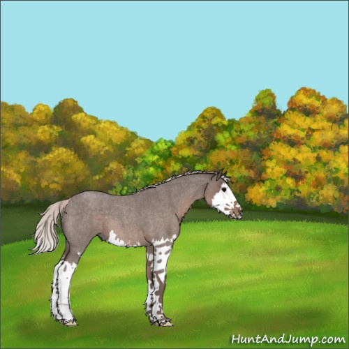 Horse Color:Silver Blue Roan Splash 