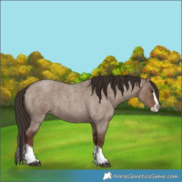 Horse Color:Liver Red Dun Roan Splash 