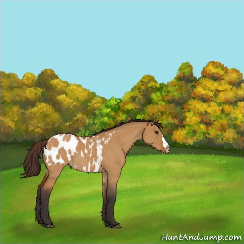 Horse Color:Buckskin Roan Dun Appaloosa 