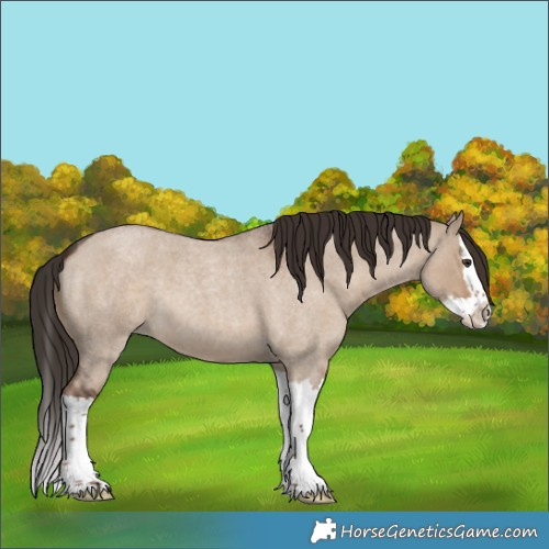 Horse Color:Liver Red Dun Roan Splash 