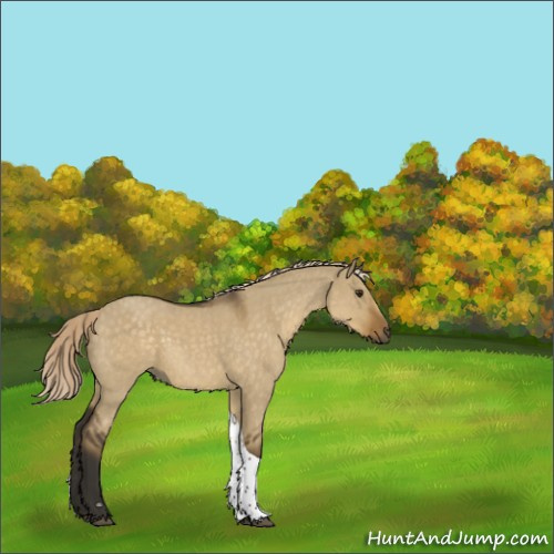 Horse Color:Chocolate Palomino Roan Dun Tobiano Rabicano 