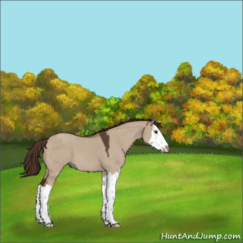 Horse Color:Liver Red Dun Roan Splash 