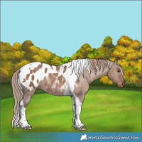 Horse Color:Liver Red Dun Tobiano Appaloosa Rabicano 