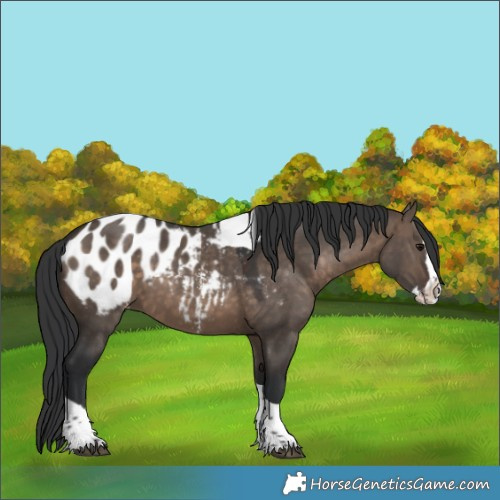 Horse Color:Brown Dun Sabino Splash Tobiano Appaloosa 