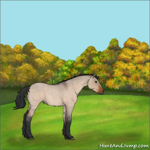 Horse Color:Brown Roan Dun 
