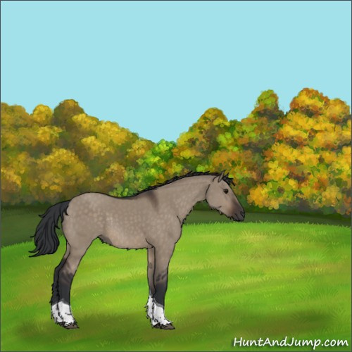 Horse Color:Brown Dun Tobiano Rabicano 