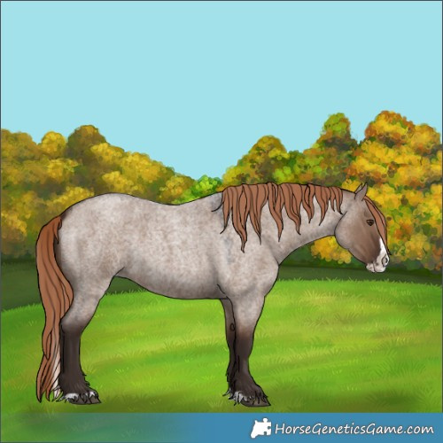 Horse Color:Liver Red Dun Roan Splash Rabicano 