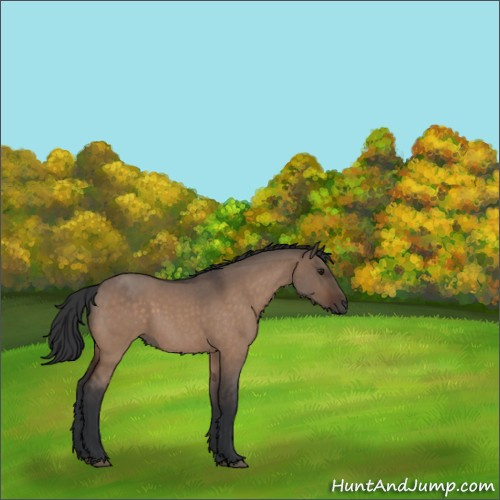 Horse Color:Brown Roan Dun Rabicano 