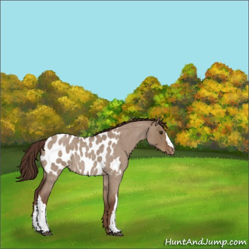 Horse Color:Liver Red Dun Roan Appaloosa Rabicano 