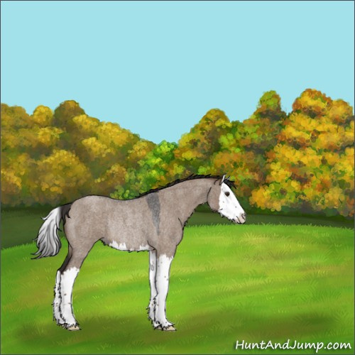 Horse Color:Liver Red Dun Roan Splash Rabicano 