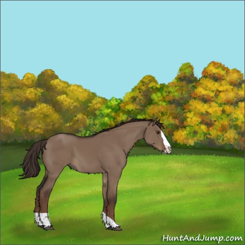 Horse Color:Liver Red Dun Splash Tobiano Rabicano 