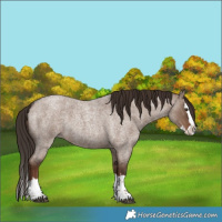 Horse Color:Liver Red Dun Roan Splash 
